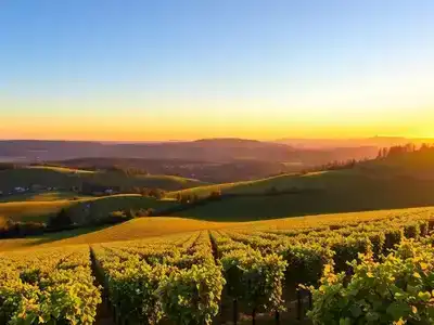 Rolling vineyards in the scenic Moravian Wine Region.