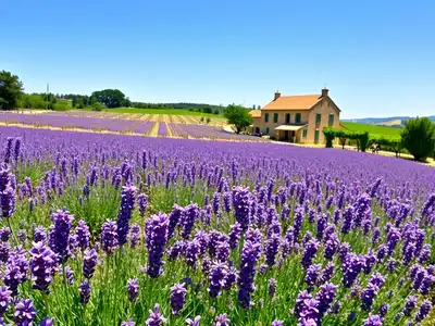 Lavender fields in Provence during sunny July day.