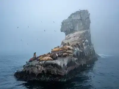 A group of seals laid on a rock on one of the Aland Islands