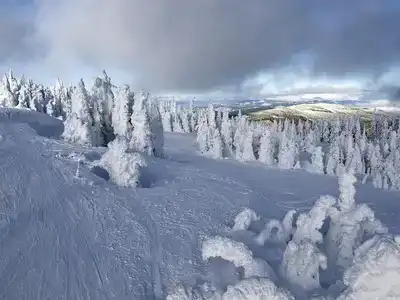 Snow covered trees stsnding in a harsh winter