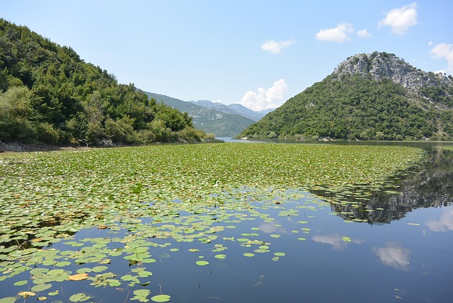 lily covered Lake Skadar, Montenegro