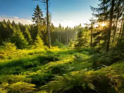 The lush green trees of Białowieża Forest